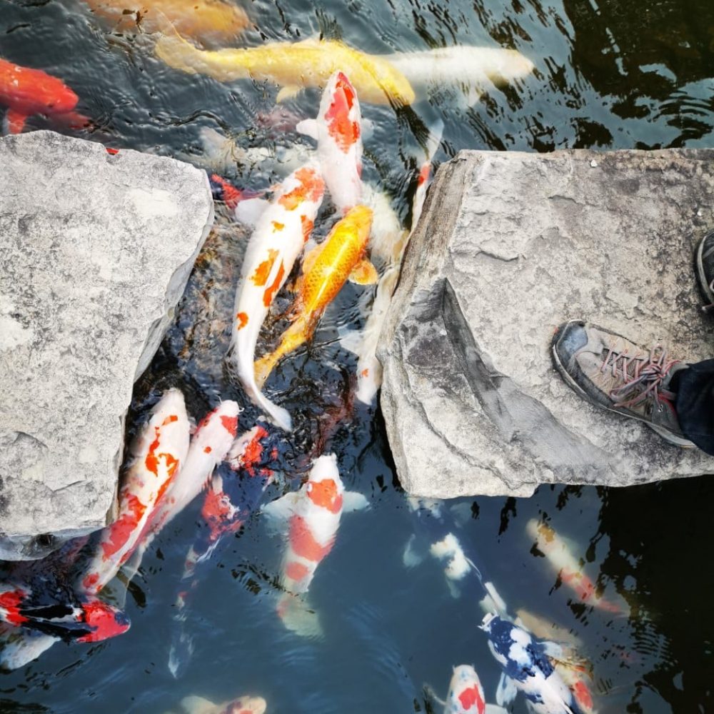 120198952_10157373119786875_6273213300912801994_n