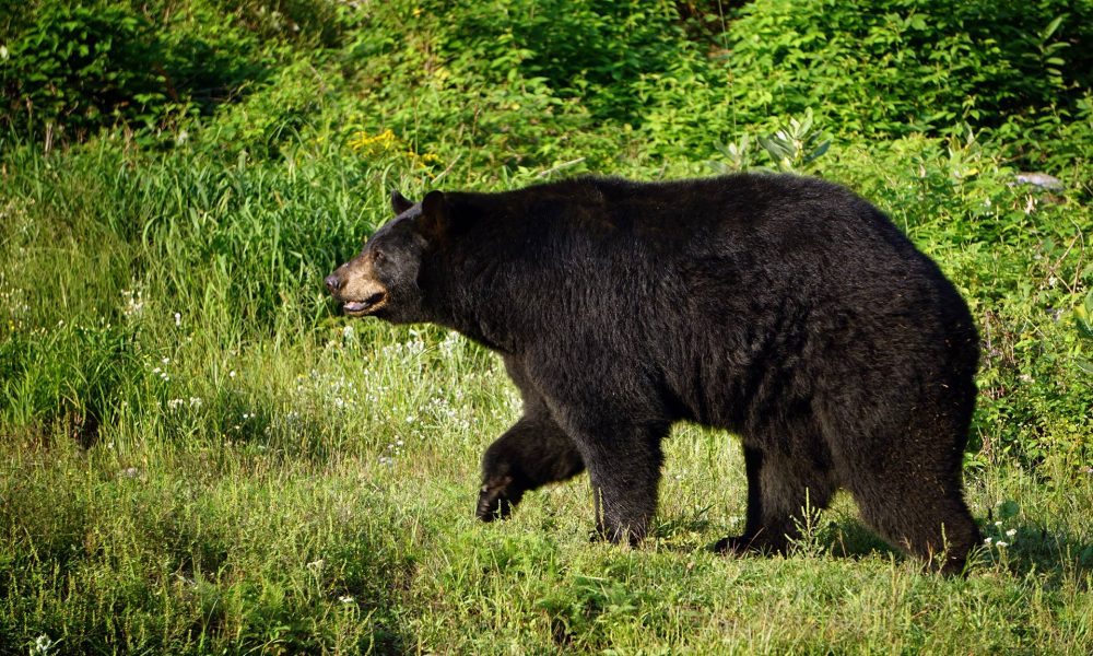 40653105_10155570204571875_73037276078145536_n